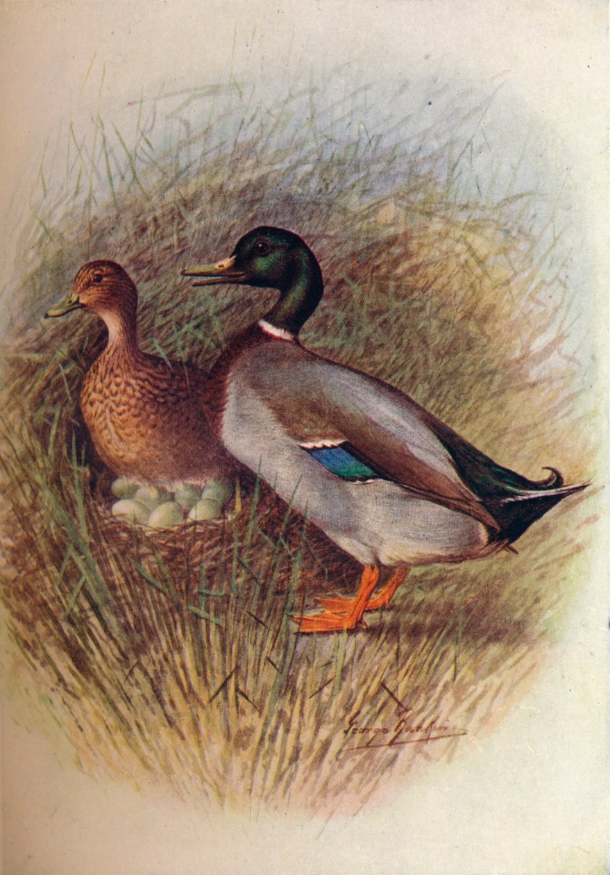 Gräsand eller vildand - Anas boscas, c1910, 1910 av George James Rankin
