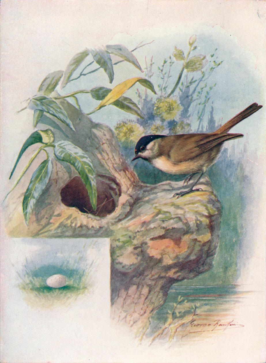 Marsh-Mes - Parus palustris, c1910, 1910 av George James Rankin