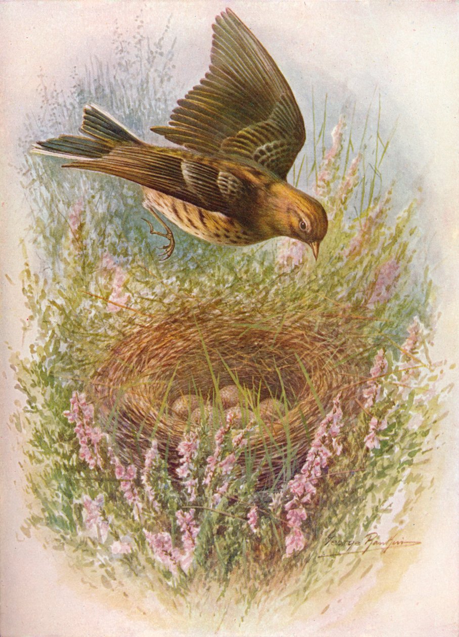 Ängspiplärka eller titlarka - Anthus pratensis, c1910, 1910 av George James Rankin