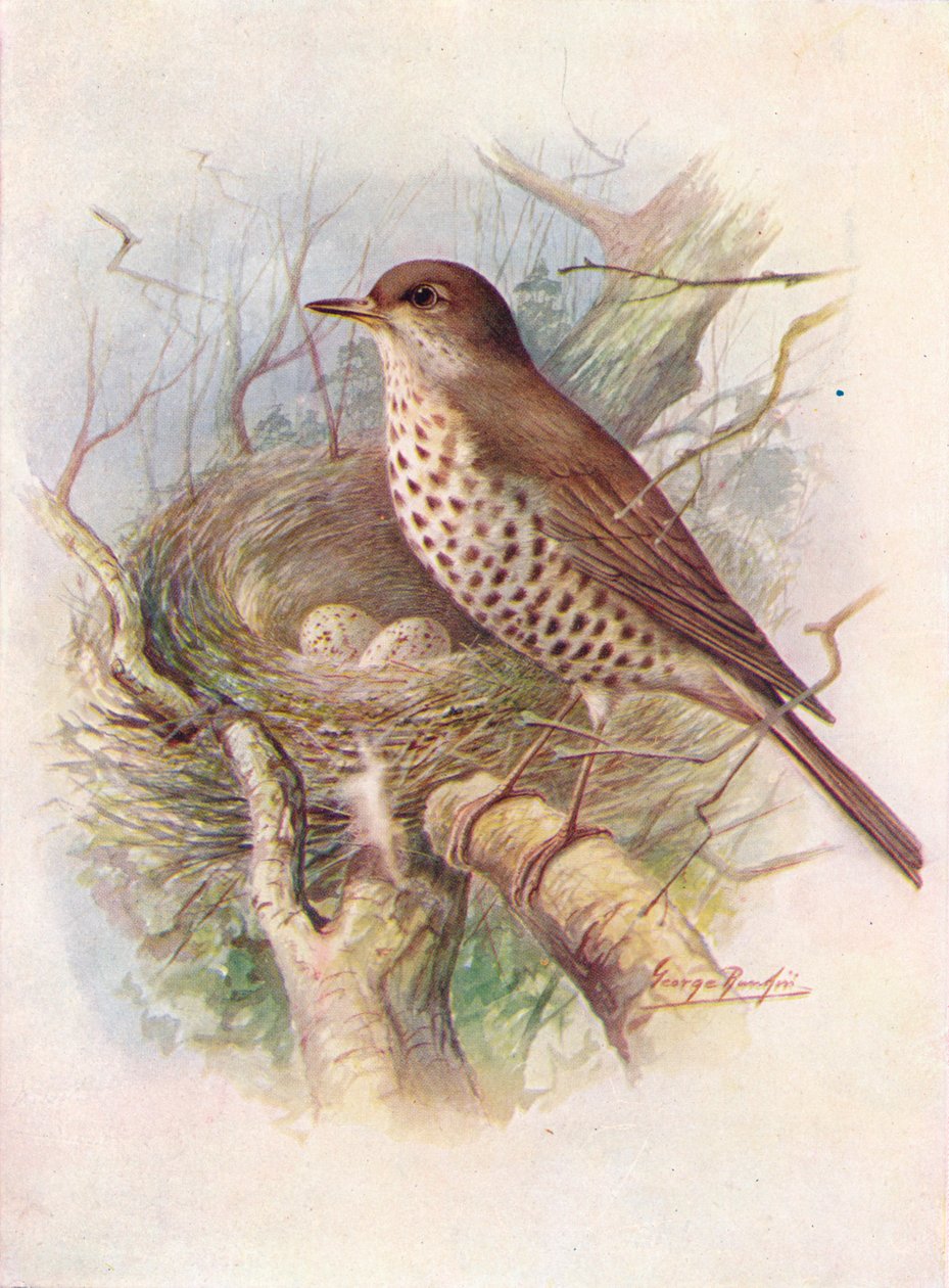 Misteltrast - Turdus viscivorus, c1910, 1910 av George James Rankin