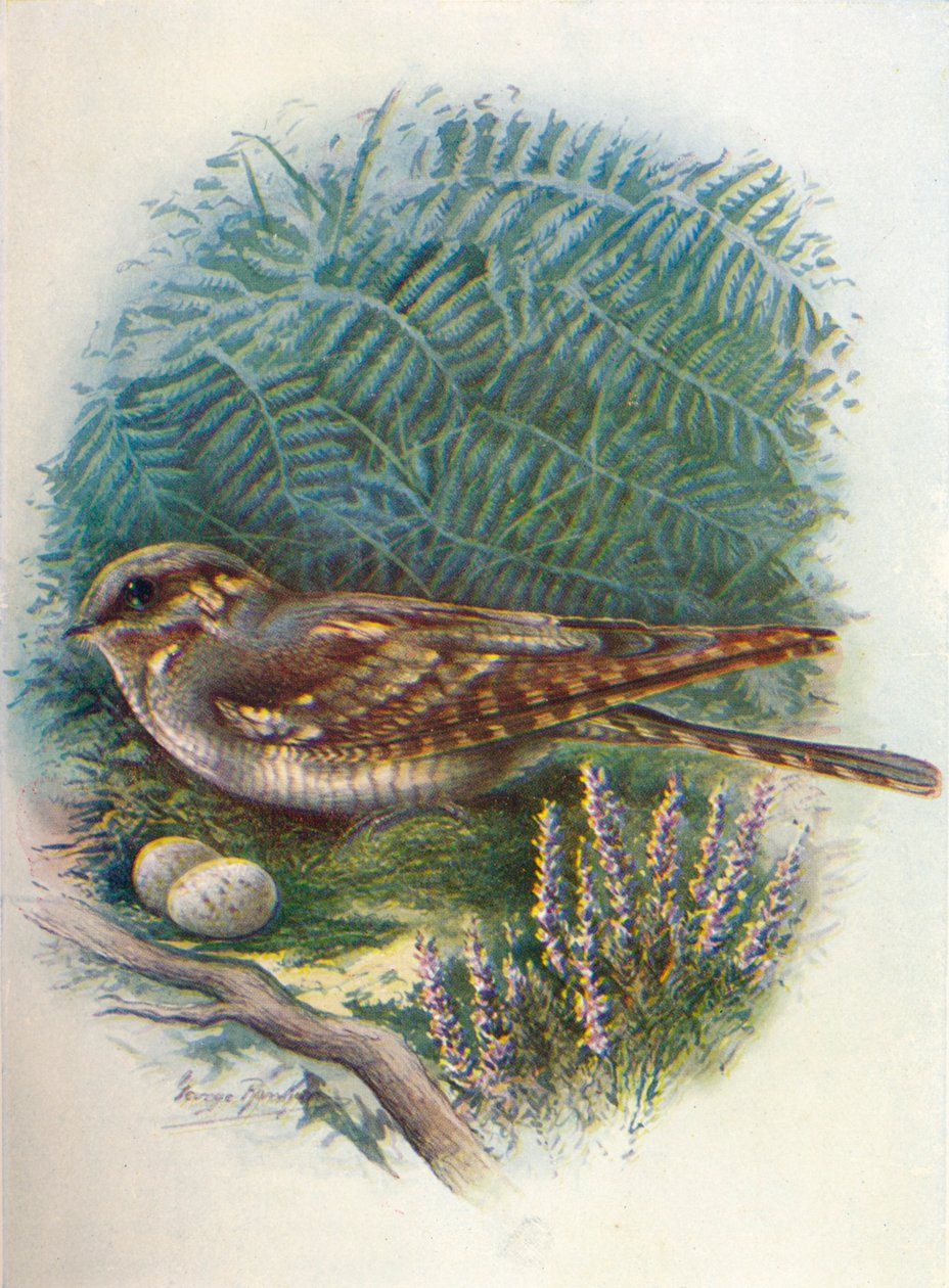 Nattburk eller getsug - Caprimulgus europaeus, c1910, 1910 av George James Rankin