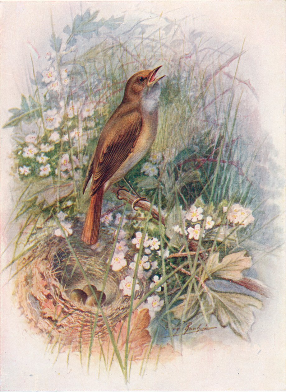Näktergal - Daulias luscinia, c1910, 1910 av George James Rankin