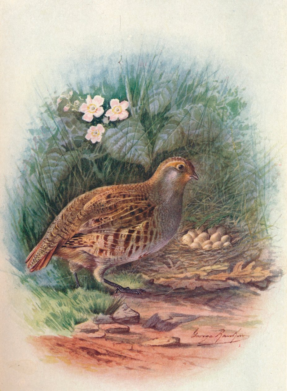 Partridge - Perdix cinerea, c1910, 1910 av George James Rankin
