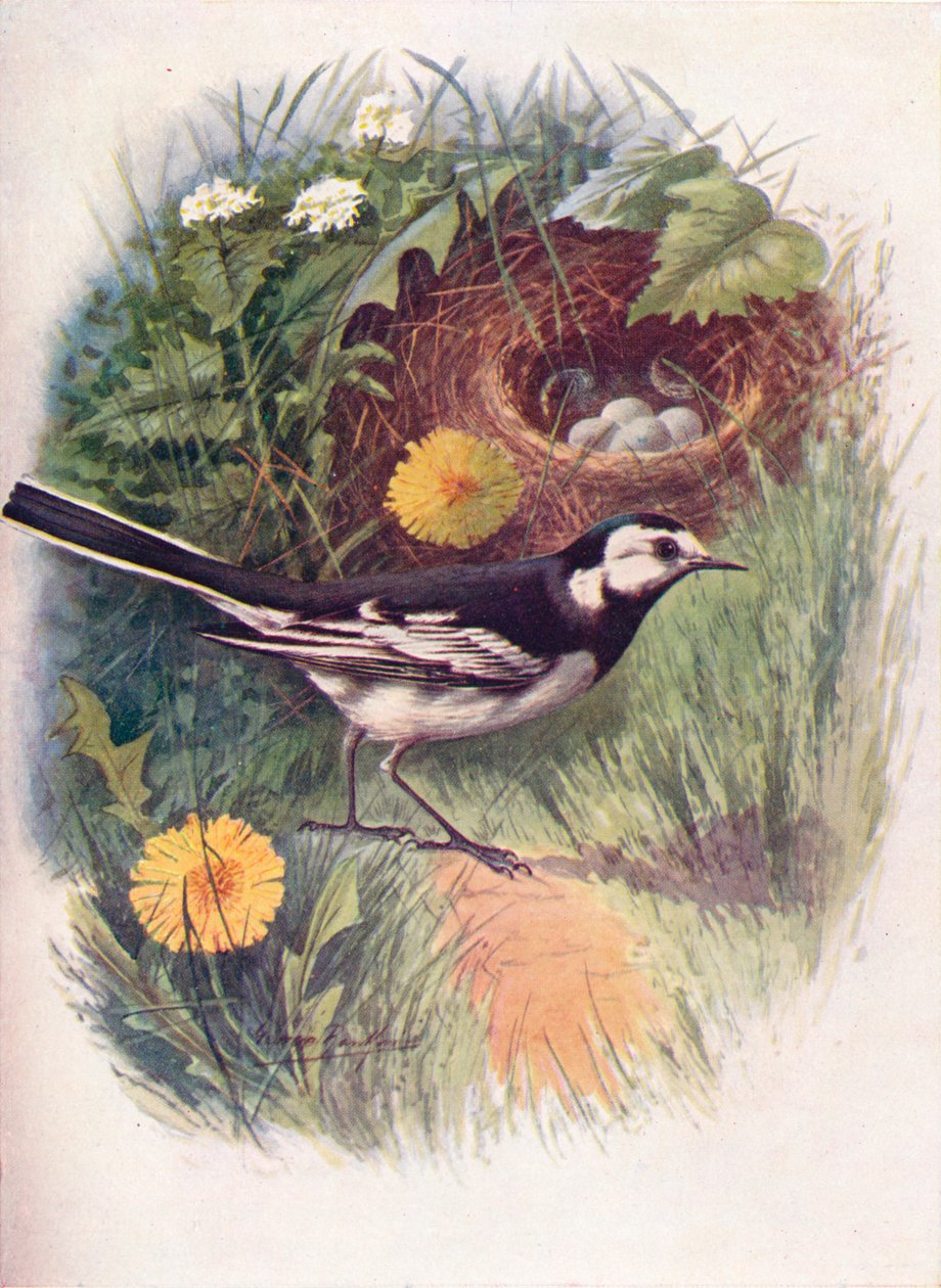 Röd vipstjärt - Motacilla lugubris, c1910, 1910 av George James Rankin
