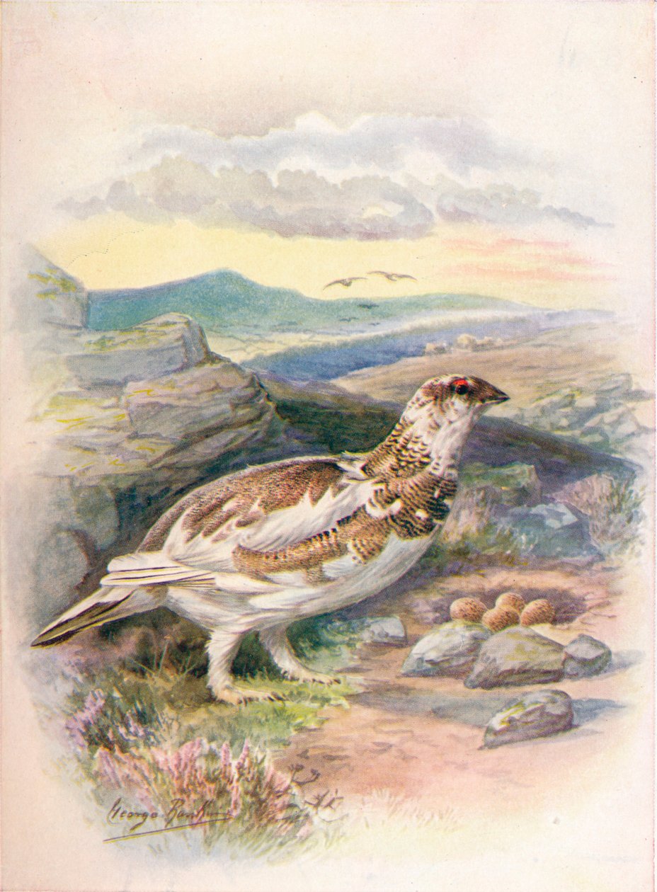 ripa - Lagopus mutus, c1910, 1910 av George James Rankin