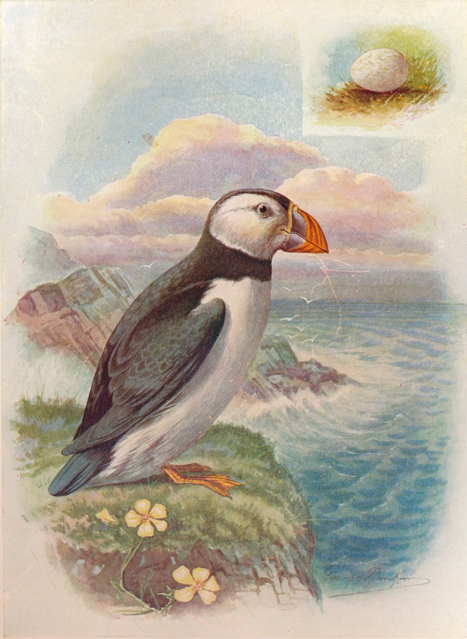 Puffin - Fratercula arctica, c1910, 1910 av George James Rankin