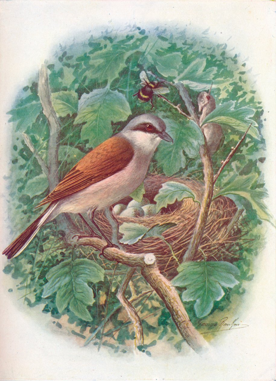 Rödryggad skrike - Lanius collurio, c1910, 1910 av George James Rankin