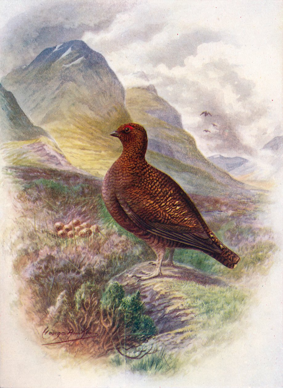 Röd ripa - Lagopus scoticus, c1910, 1910 av George James Rankin
