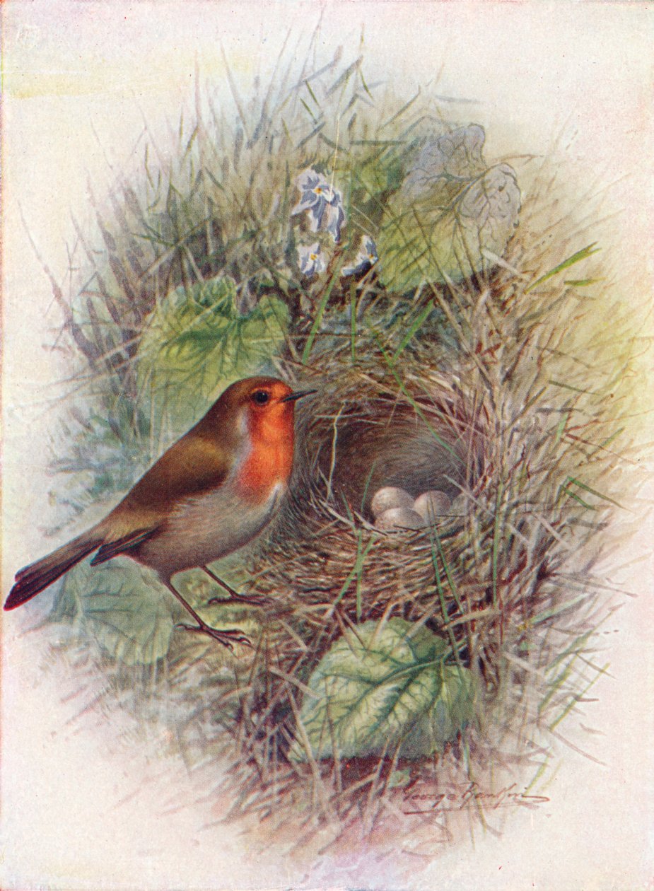 Redbreast eller Robin - Erithacus rubecula, c1910, 1910 av George James Rankin