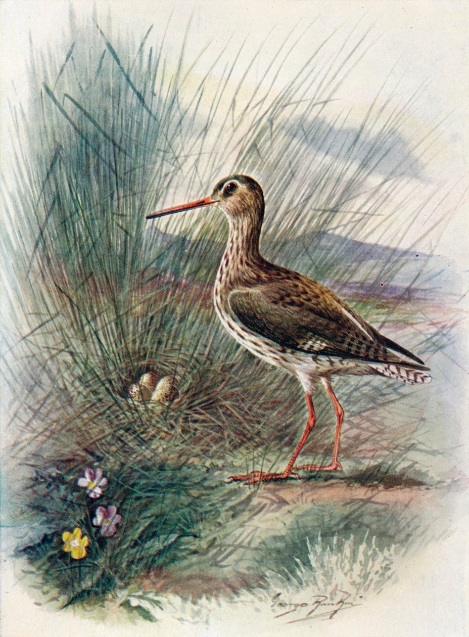 Rödben - Totanus calidris, c1910, 1910 av George James Rankin