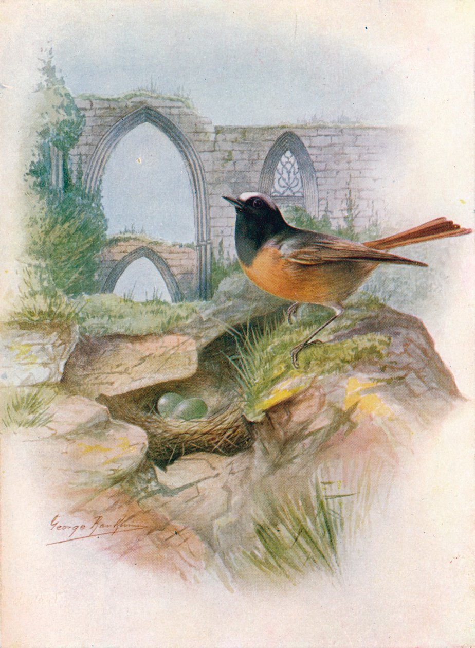 Rödstjärt - Ruticilla phoenicurus, c1910, 1910 av George James Rankin