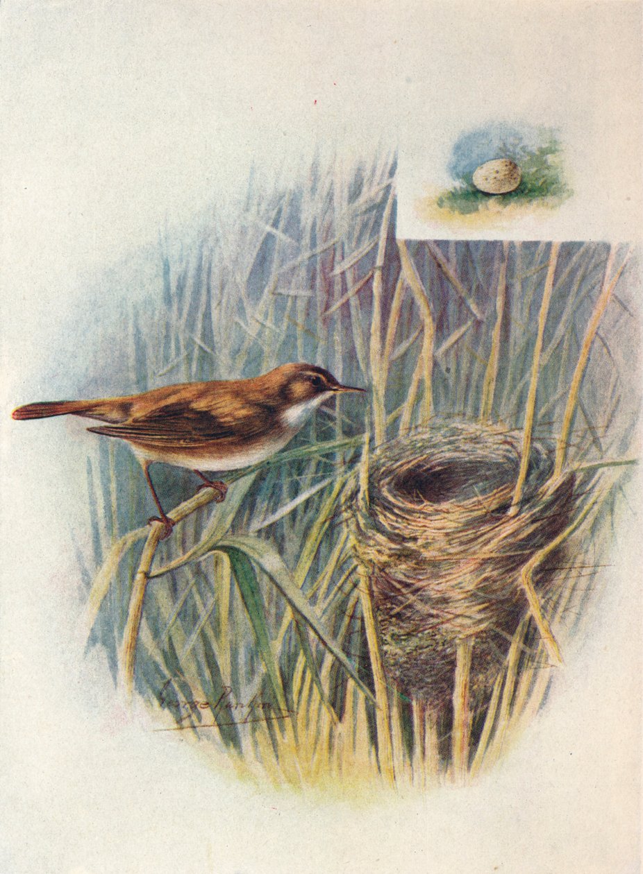 Vassångare - Acrocephalus streperus, c1910, 1910 av George James Rankin