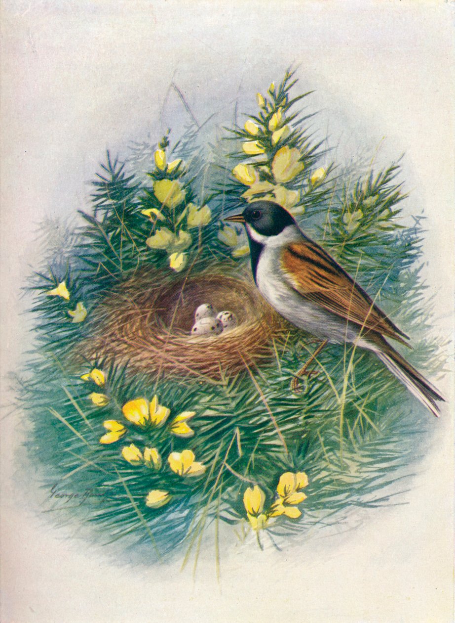 Rörsparv - Embriza schoeniclus, c1910, 1910 av George James Rankin