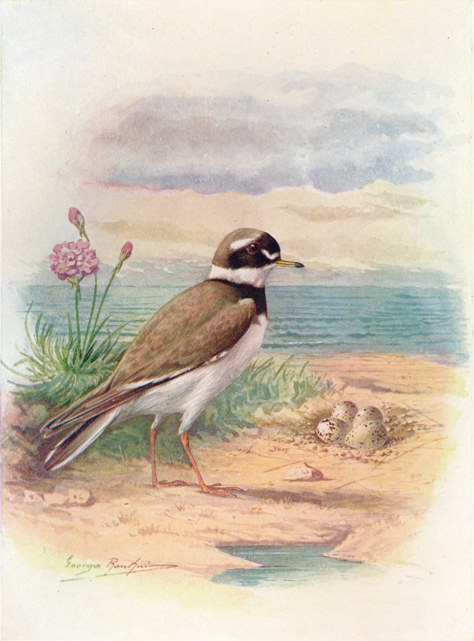 Ringpipare - Aegialitis hiaticola, c1910, 1910 av George James Rankin