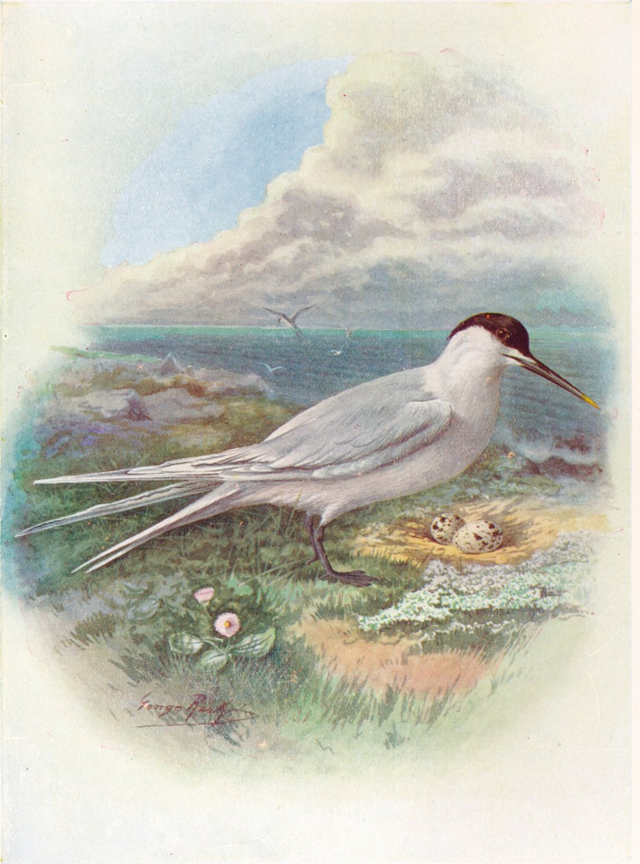 Smörgåstärna - Sterna cantiaca, c1910, 1910 av George James Rankin