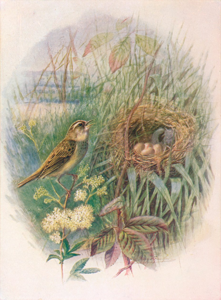 Sedge-Warbler - Acrocephalus phragmitis, c1910, 1910 av George James Rankin