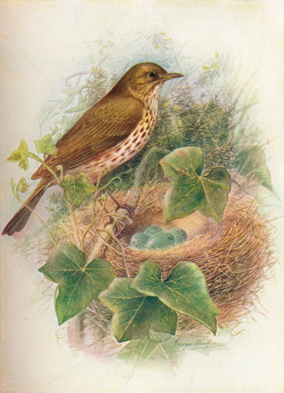 Song-Thrush eller Mavis - Turdus musicus, c1910, 1910 av George James Rankin