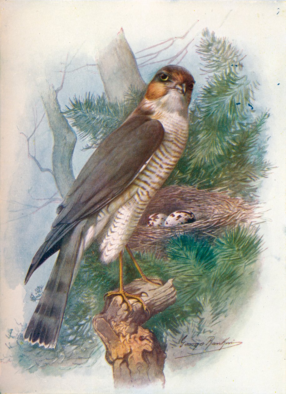 Sparrow-Hawk - Hawk ansträngningar, c1910, 1910 av George James Rankin