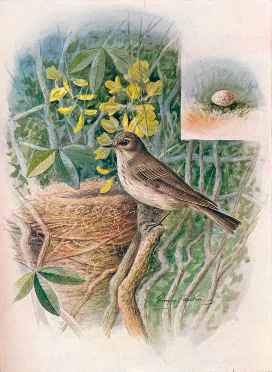 Fläckig flugfångare - Muscicapa grisola, c1910, 1910 av George James Rankin