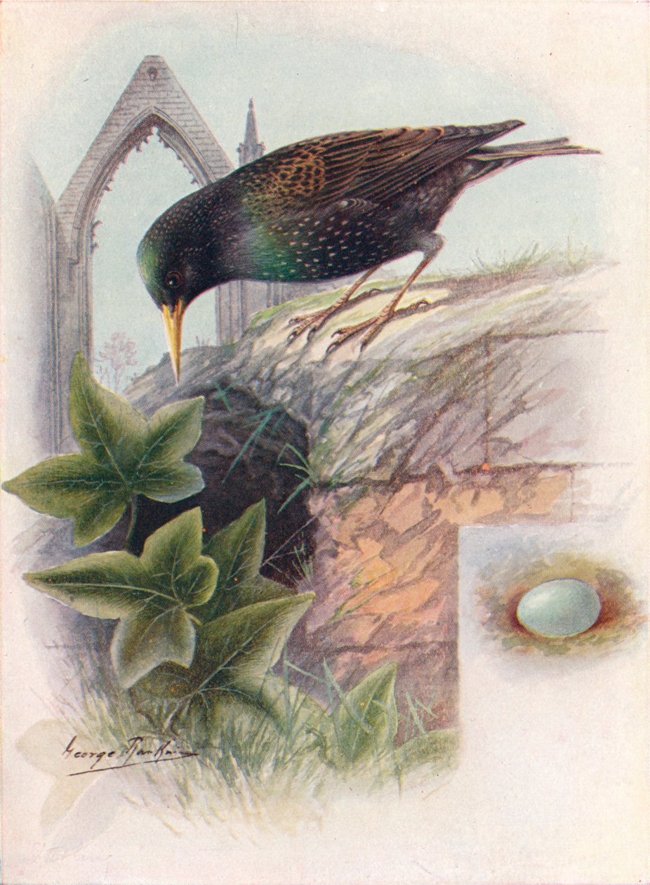 Stare - Sturnus vulgaris, c1910, 1910 av George James Rankin