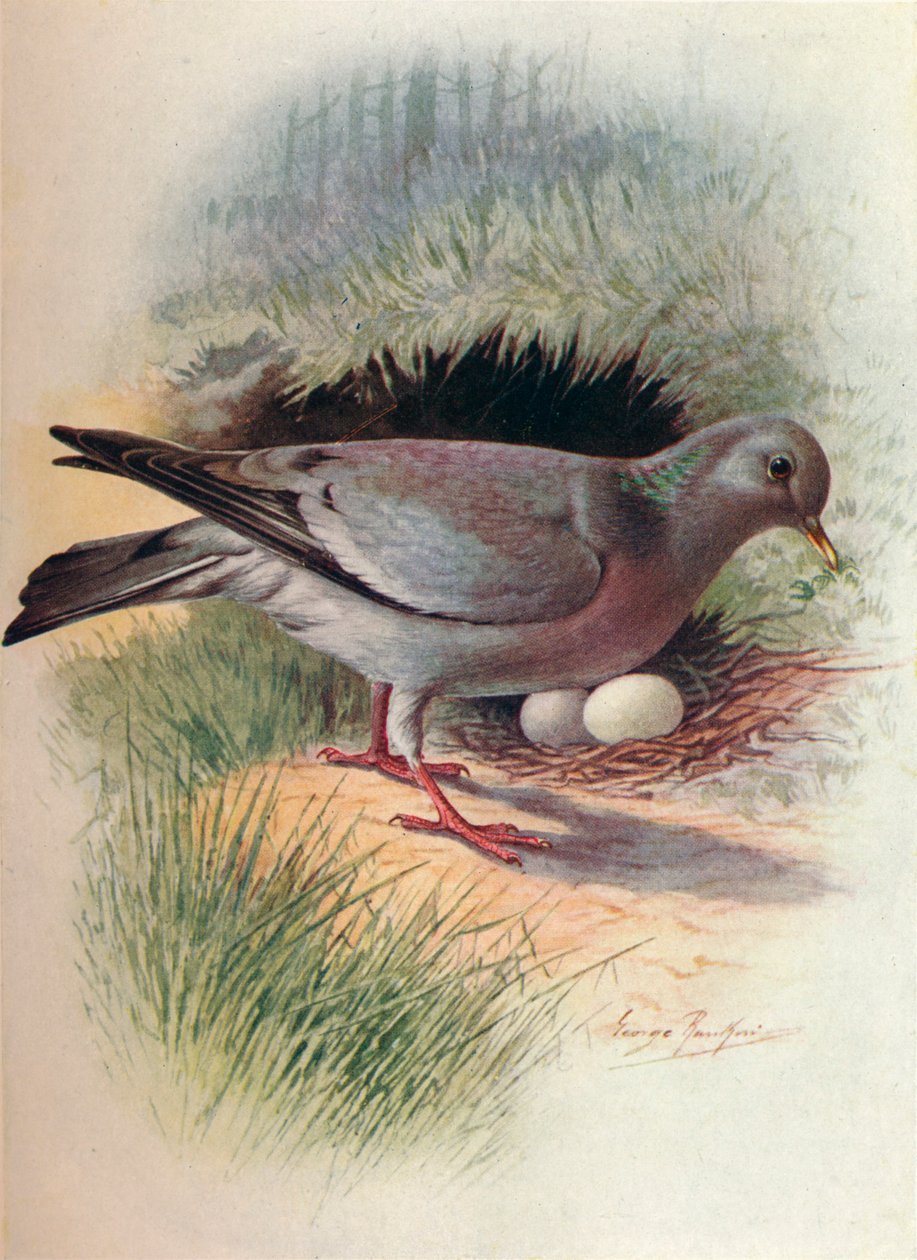 Stock-Dove - Columba oenas, c1910, 1910 av George James Rankin