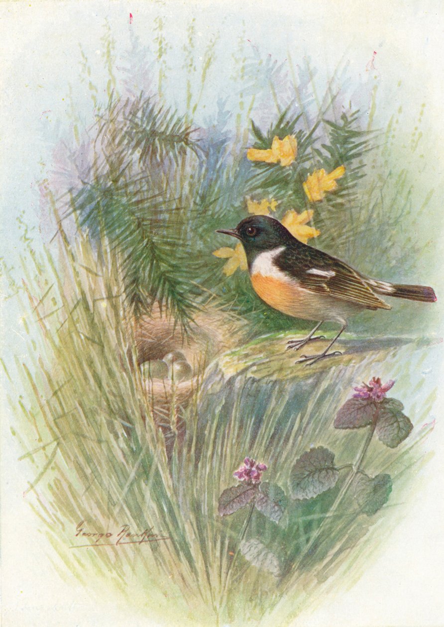 Stonechat - Pratincola rubicola, c1910, 1910 av George James Rankin