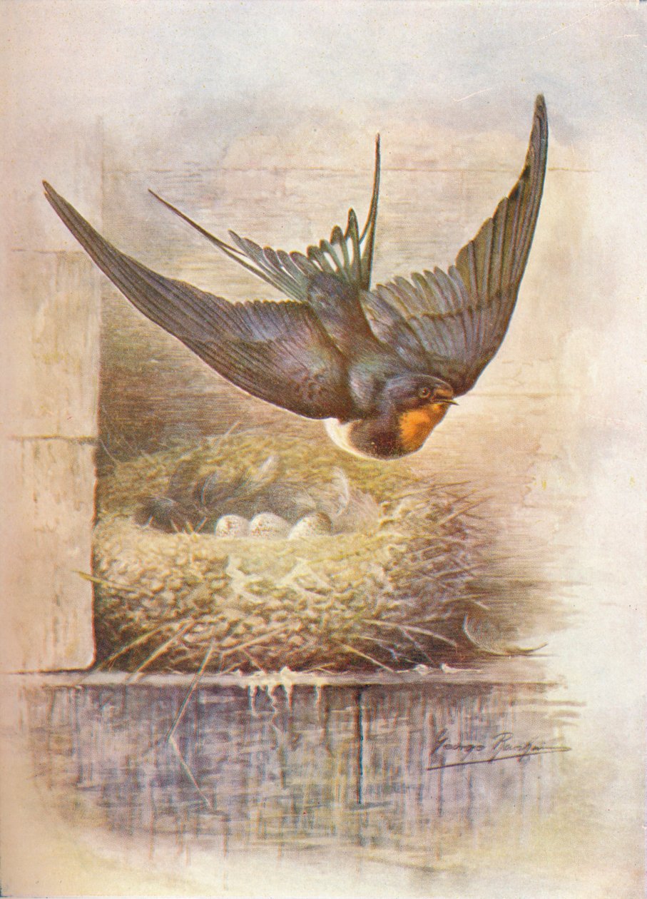 Svala - Hirundo rustica, c1910, 1910 av George James Rankin