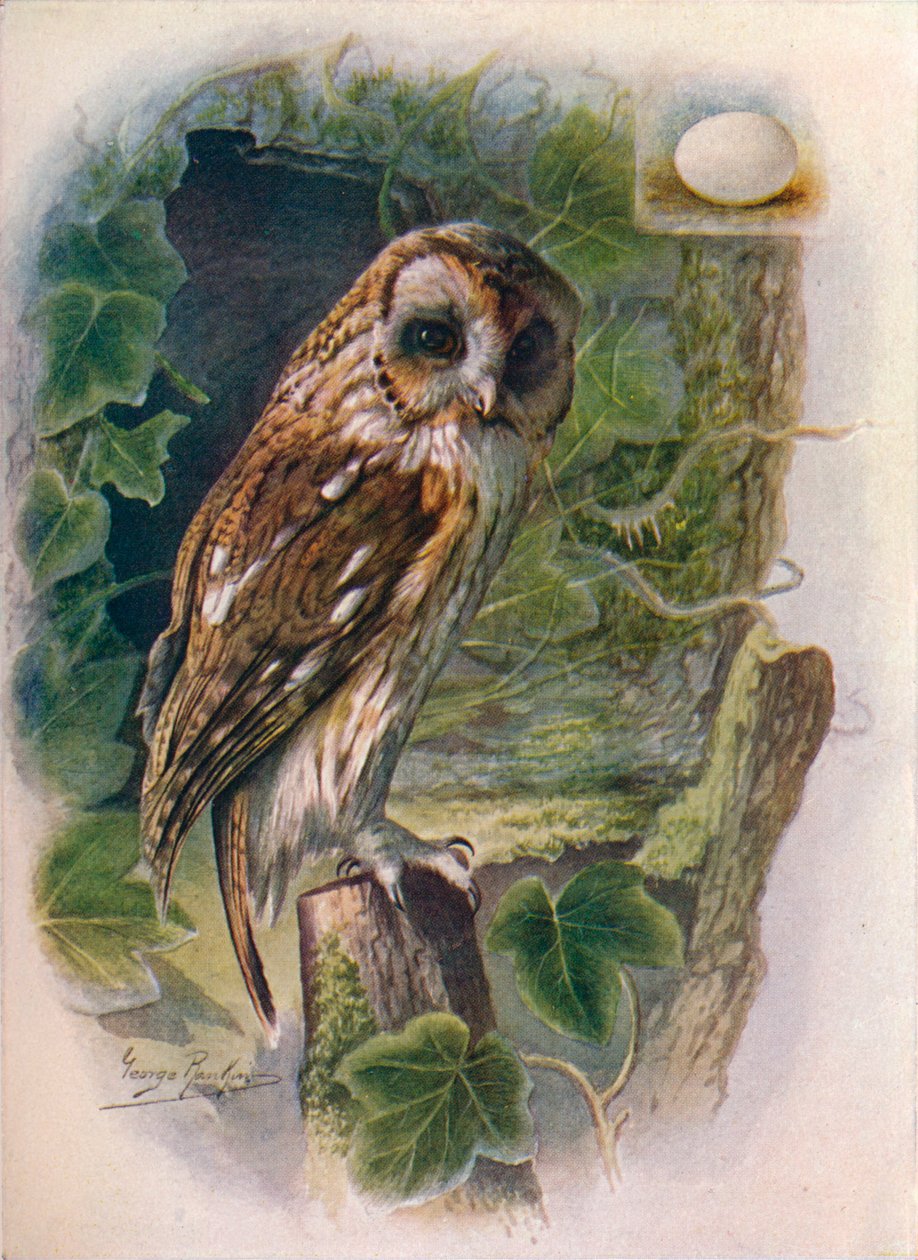 Tawny eller Brown Owl - Syrnium aluco, c1910, 1910 av George James Rankin