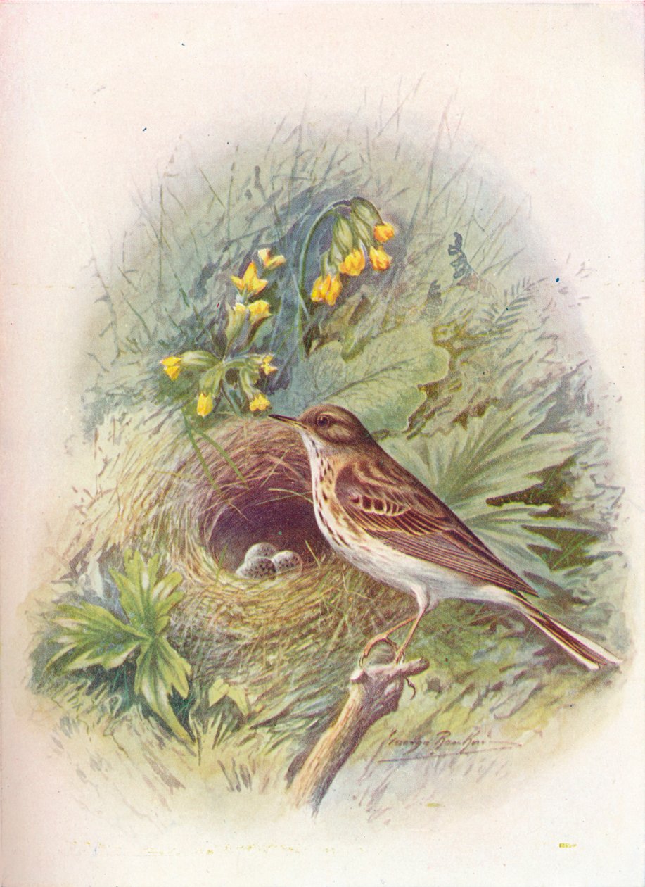 Trädpipare - Anthus trivialis, c1910, 1910 av George James Rankin