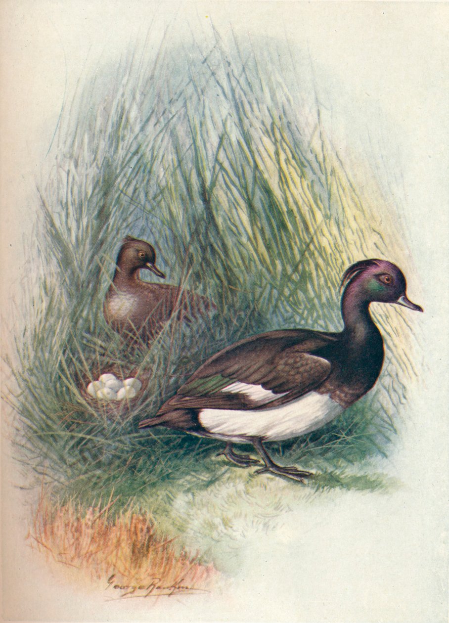 Tufted Duck - Fuligula cristata, c1910, 1910 av George James Rankin