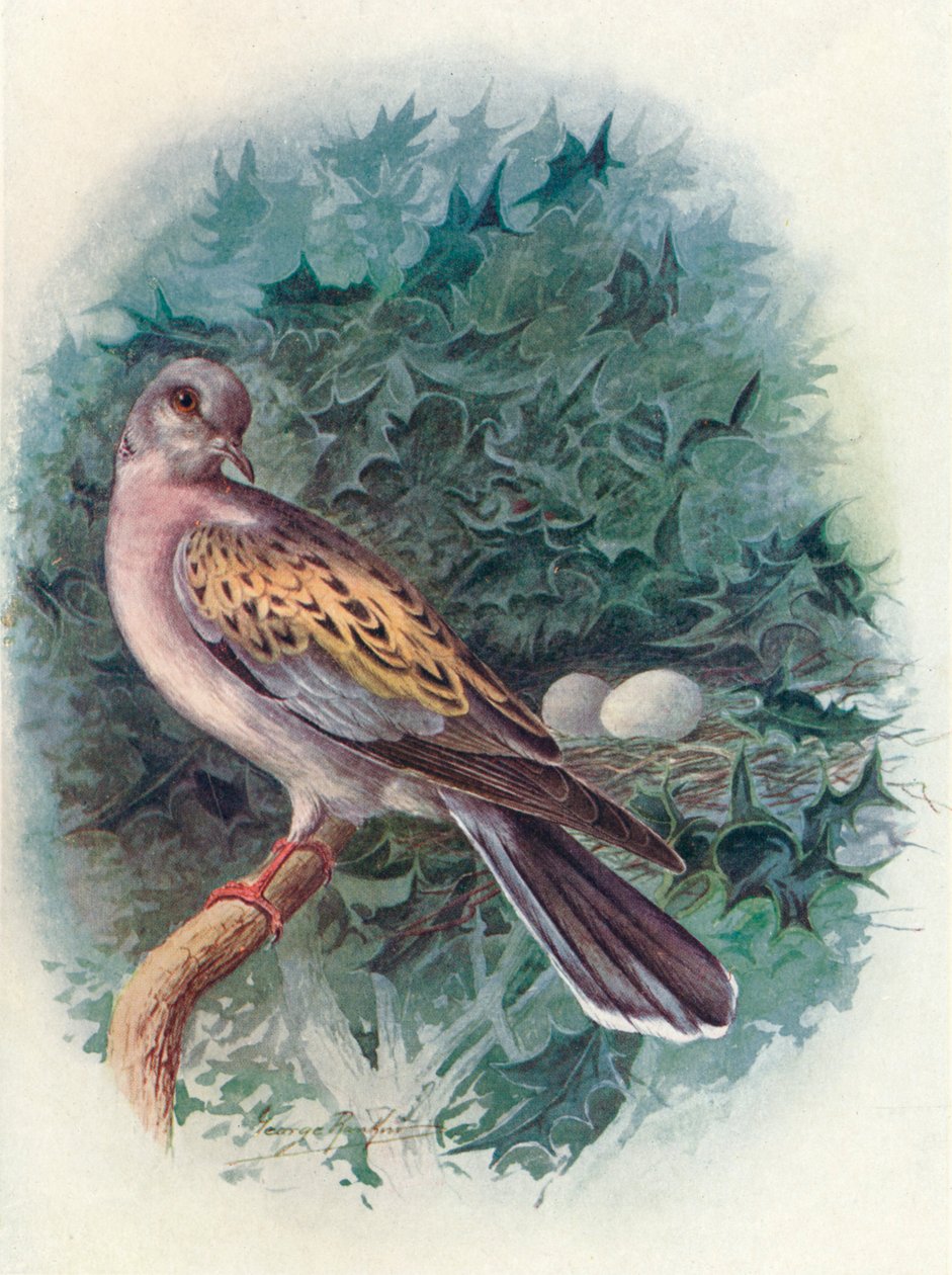 Turtle-Dove - Turtle communis, c1910, 1910 av George James Rankin