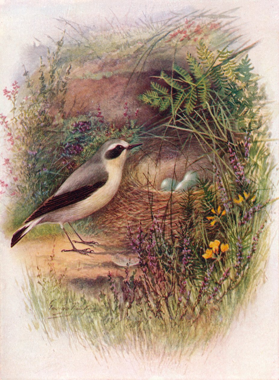 Vetear - Saxicola oenanthe, c1910, 1910 av George James Rankin