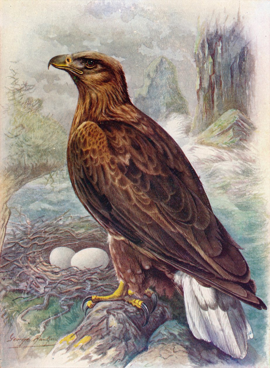 Havsörn eller havsörn - Haliaetus albicilla, c1910, 1910 av George James Rankin