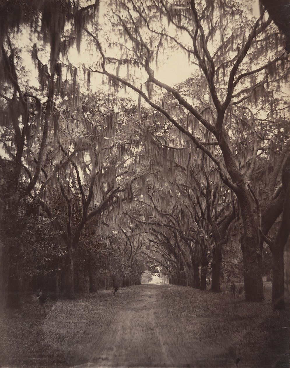 Bonaventure-kyrkogården, fyra mil från Savannah, 1866. av George N. Barnard
