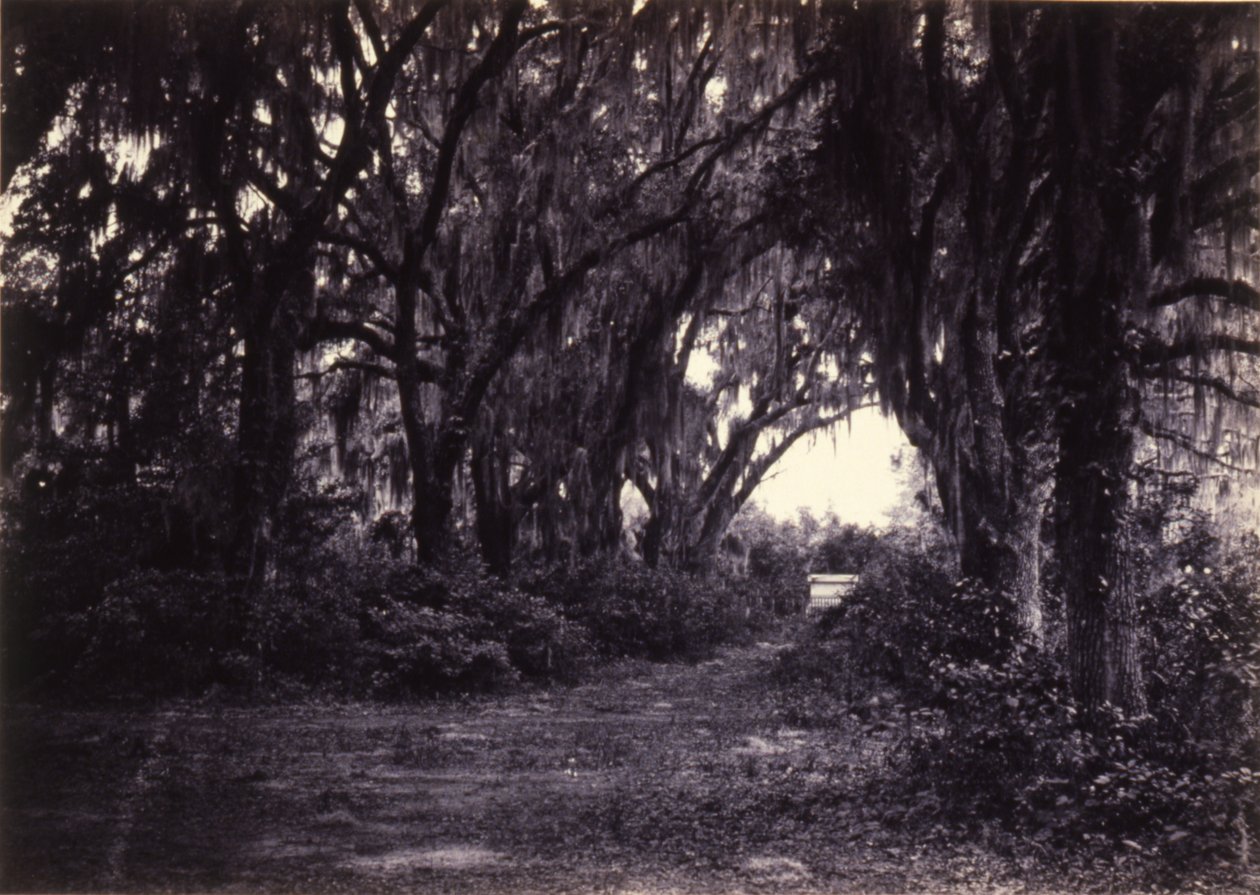 Bonaventure, Savannah, Georgia av George N. Barnard