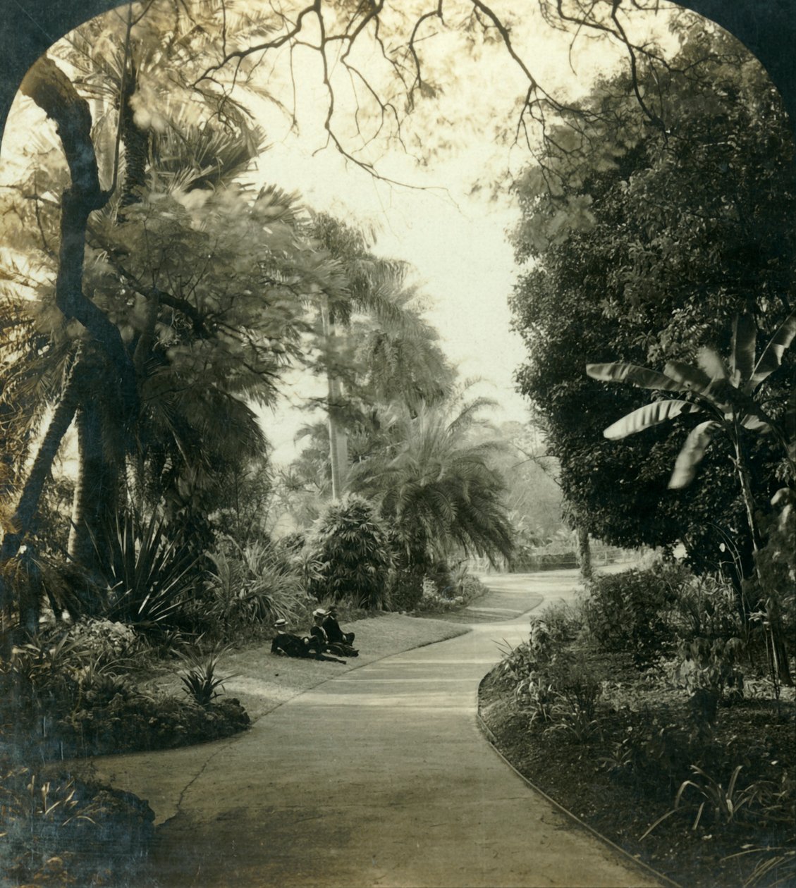 Pathway i Queens Park, Brisbane, Australien, c1909. av George Rose