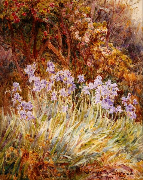Blekblå Iris, Florens av George Samuel Elgood