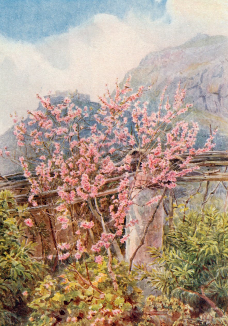 "Peach trees ablow" (färglitografi) av George Samuel Elgood