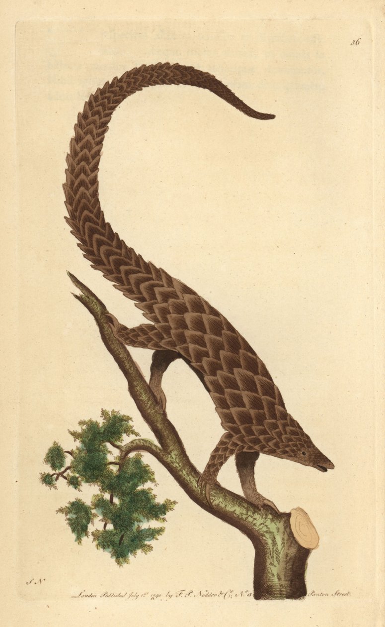 Fyrtåig manis, Long-tailed Pangolin eller Black-bellied Pangolin, från "The Naturalist