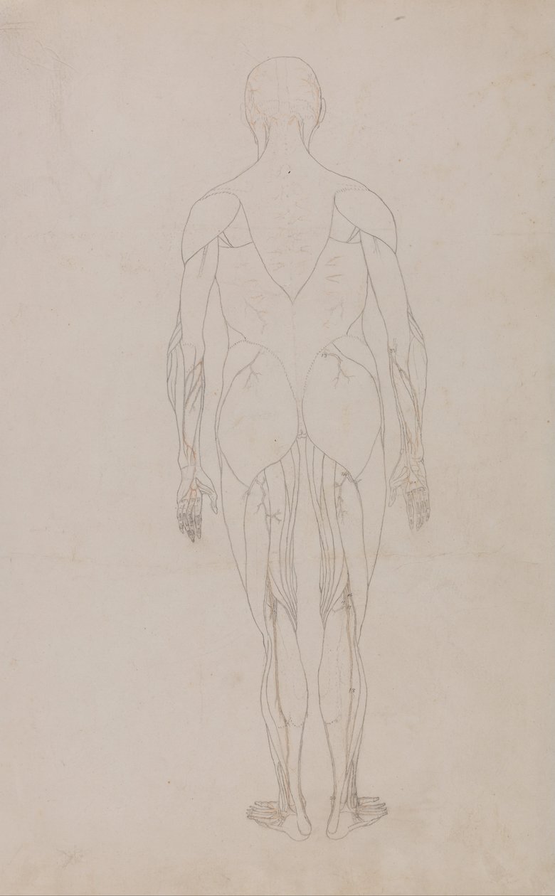 En jämförande anatomisk framställning av människokroppens struktur med en tiger och en vanlig höna: Människofigur, bakifrån (Ytterligare studie för tabell XII) av George Stubbs