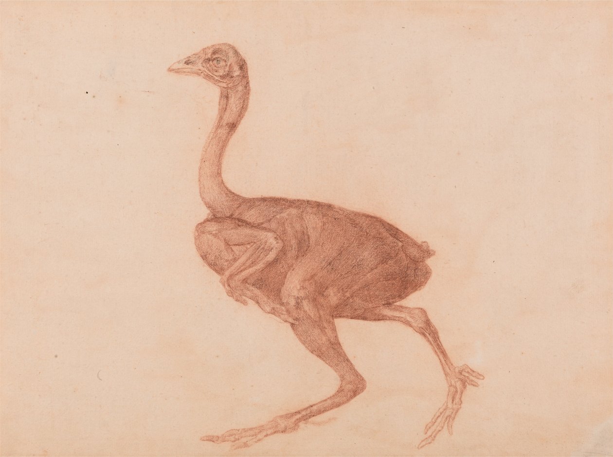 En jämförande anatomisk framställning av människokroppens struktur med en tiger och en vanlig höna: Dorkinghöna, vy från sidan av George Stubbs
