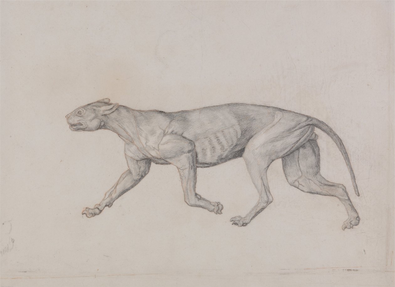 En jämförande anatomisk framställning av människokroppens struktur med tigerns och en vanlig hönas:  Leopardkropp, vy från sidan av George Stubbs