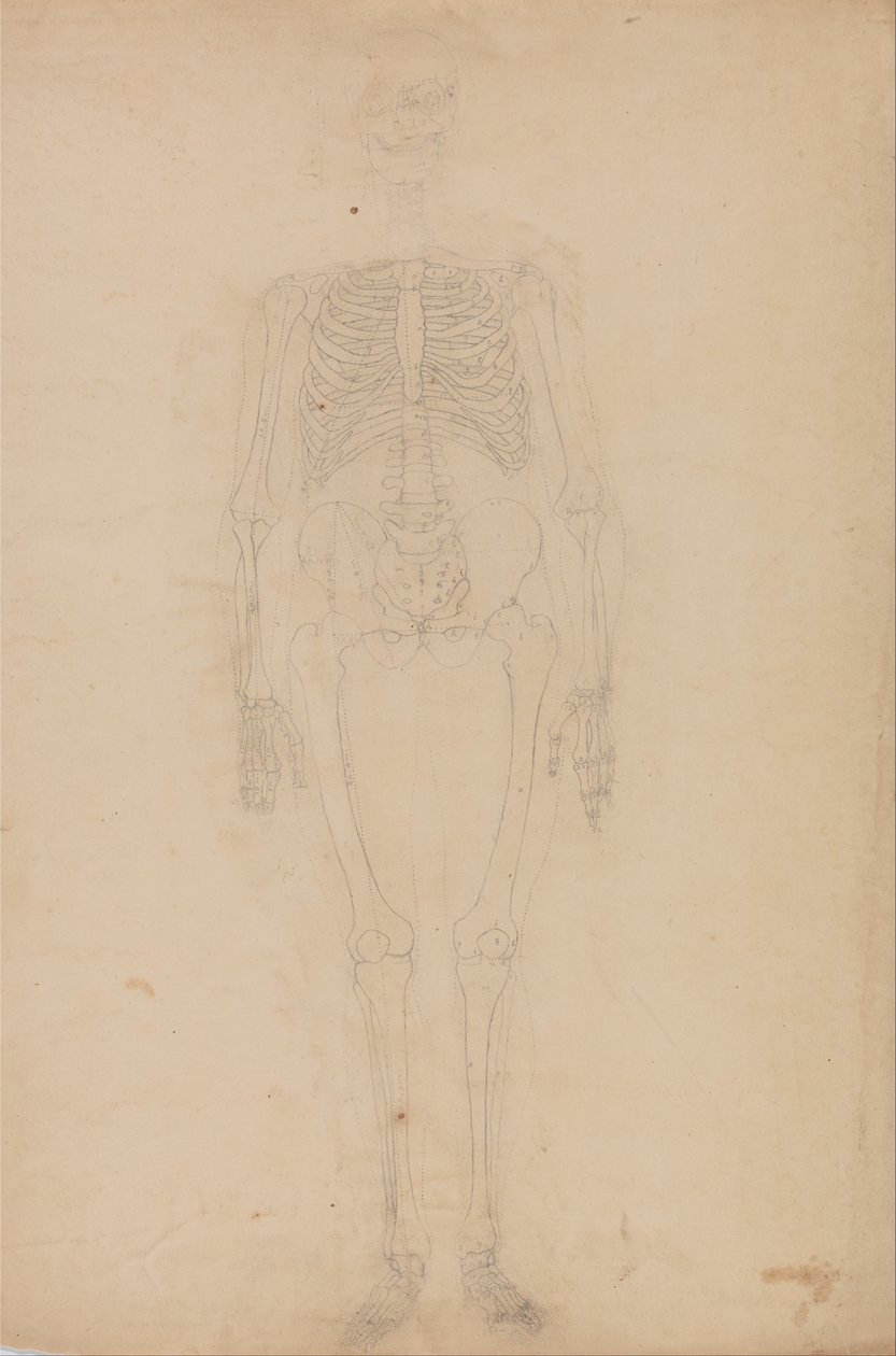 En jämförande anatomisk framställning av människokroppens struktur med tigerns och den vanliga fågelns: Människans skelett, vy framifrån av George Stubbs