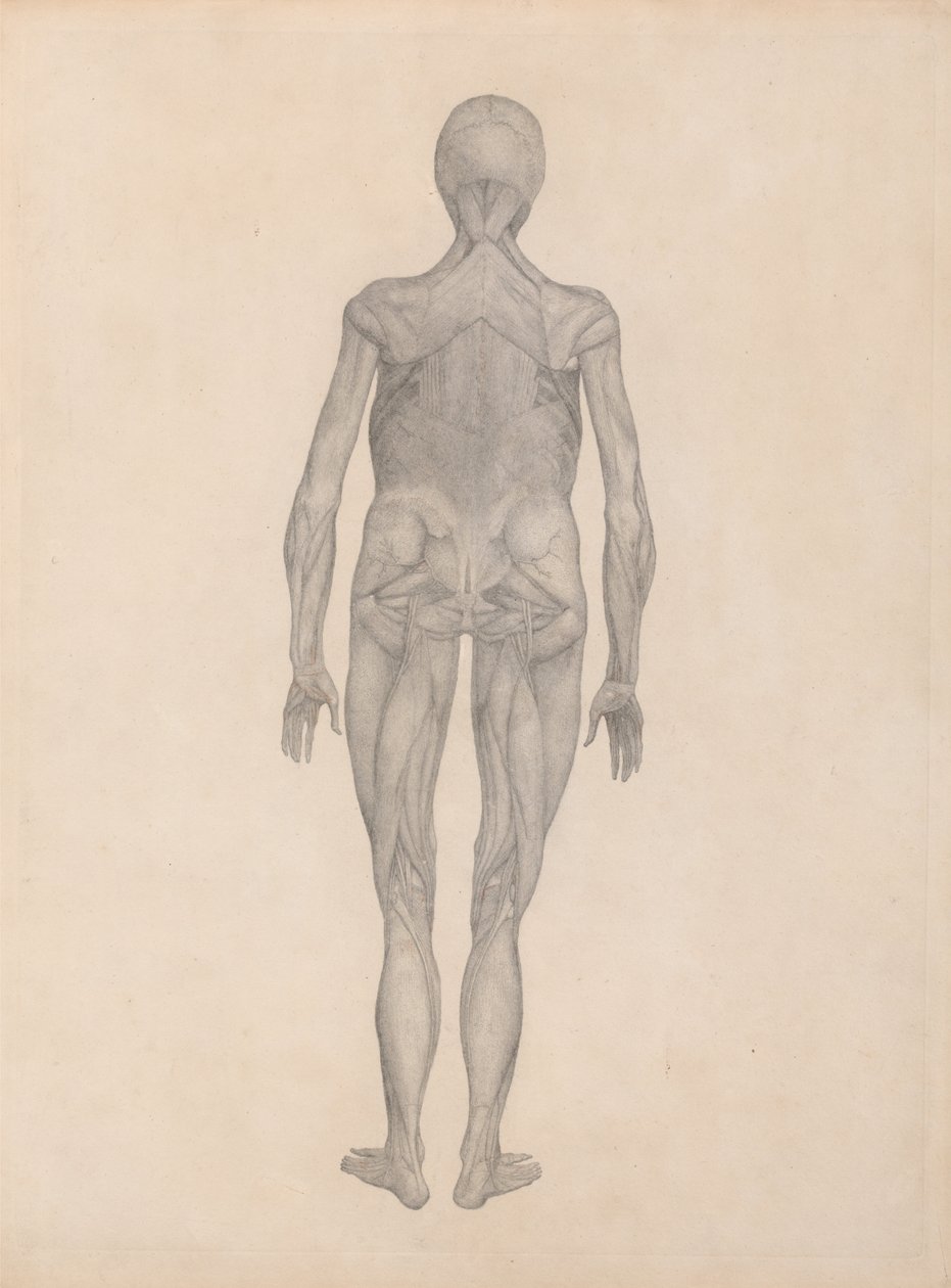 En jämförande anatomisk framställning av människokroppens struktur jämfört med en tiger och en vanlig höna:  Människofigur, bakifrån (Färdig studie för en opublicerad plansch) av George Stubbs