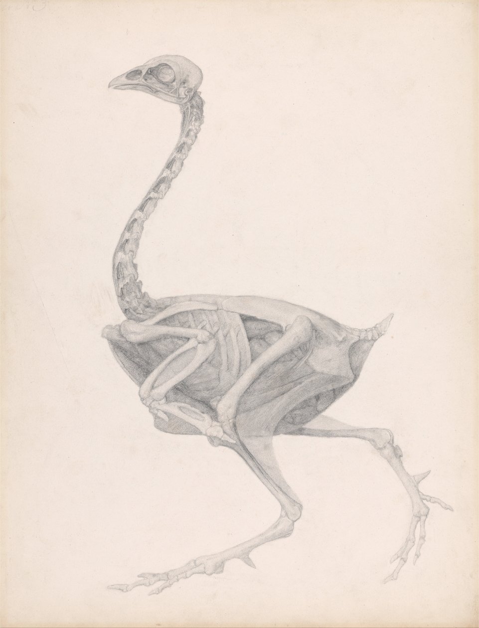 En jämförande anatomisk framställning av människokroppens struktur med den hos en tiger och en vanlig höna: Fowl Body, Lateral View (Mycket färdig studie för en opublicerad tabell; visar det sista steget i dissektionen) av George Stubbs
