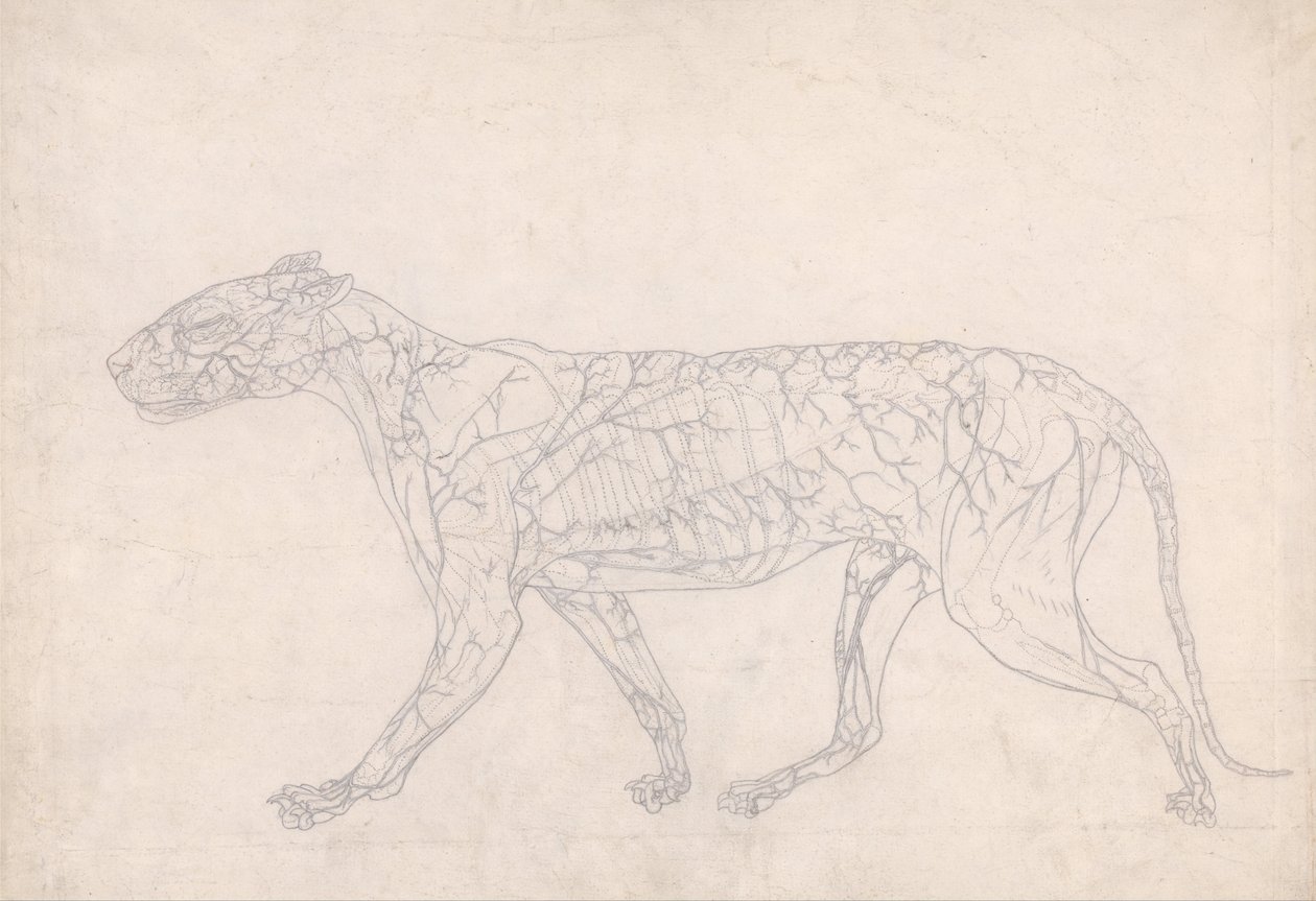 En jämförande anatomisk framställning av människokroppens struktur med en tiger och en vanlig höna: Tiger, sidovy (Översiktlig studie av ytans blodförsörjning, utarbetad för nyckelfiguren till tabell IX) av George Stubbs