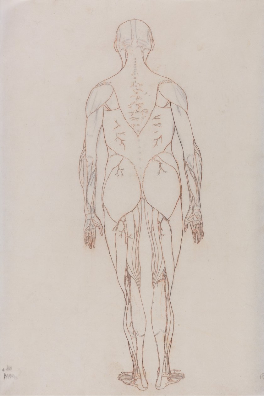 En jämförande anatomisk framställning av människokroppens struktur med tigerns och en vanlig hönas: Människofigur, bakifrån (översiktsritning för nyckelfigur till tabell XII) av George Stubbs