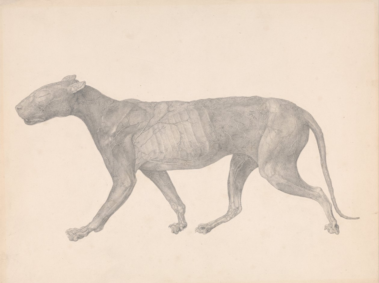 En jämförande anatomisk framställning av människokroppens struktur med tigerns och en vanlig hönsfågel:  Tiger, sidovy, med hud och vävnad borttagna (Färdig studie för tabell IX) av George Stubbs