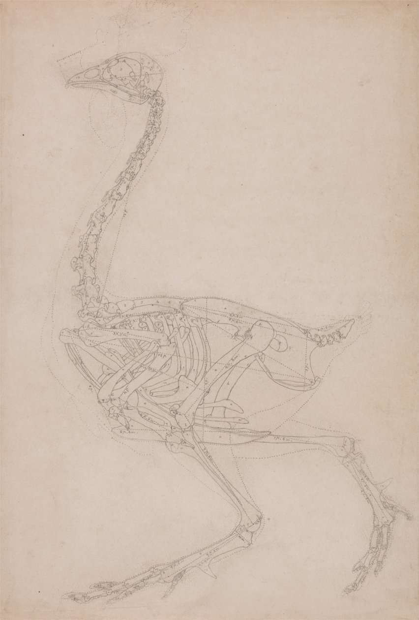 En jämförande anatomisk framställning av människokroppens struktur med den hos en tiger och en vanlig höna: Fowl Skeleton, Lateral View (Förmodligen grundläggande studie av proportionerna hos fågelskelettet som används för andra teckningar) av George Stubbs