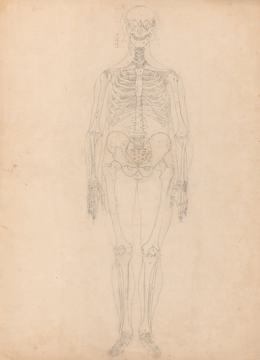 En jämförande anatomisk framställning av människokroppens struktur med tigerns och den vanliga fågelns: Människans skelett, vy framifrån av George Stubbs